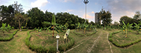 Chatuchak Banana Garden, Bangkok, Thailand