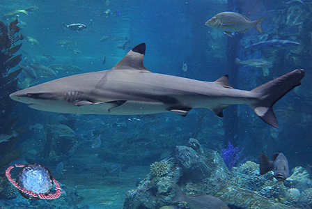 Blacktip Reef Shark