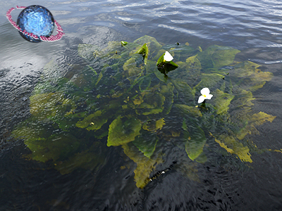 Inle Lake aquatic plant