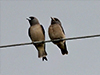 Ashy Woodswallows