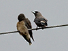 Ashy Woodswallows