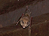 Bagaya Kyaung (bats)