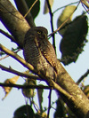 Barred Jungle Owlet