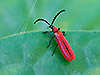 Black-headed Cardinal Beetle