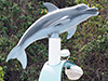 Bottlenose Dolphin