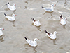 Brown-headed Gull (non-breeding plumage)