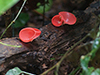 Champagne Mushrooms