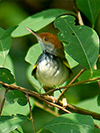 Dark-necked Tailorbird