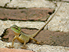 Southern Forest Crested Lizard