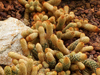 Ladyfinger Cactus