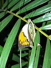 Great Orange Tip