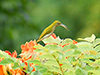 Grey-breasted Spiderhunter