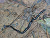 Hammerhead Worm