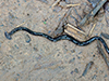 Hammerhead Worm