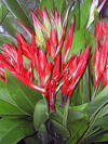 Heliconia psittacorum