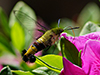 Hummingbird Hawk Moth