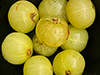 Indian gooseberries