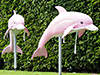 Indo-Pacific Humpback Dolphins