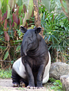 Malayan Tapir