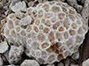 Moon Coral