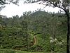 Nuwara Eliya tea plantations, Sri Lanka