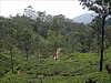 Nuwara Eliya tea plantations, Sri Lanka