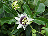 Passionflower (Passiflora edulis)