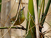 Pin-striped Tit-Babbler