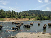 Pinnawela Elephant Orphanage