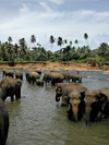 Pinnawela Elephant Orphanage