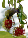 Plain-throated Sunbird piercing fruit