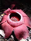 Rafflesia