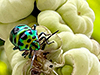 Rainbow Shield Bug