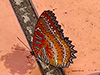 Red Lacewing