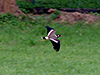 Red-wattled Lapwing in flight