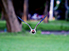 Red-wattled Lapwing in flight