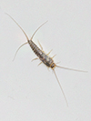 Silverfish