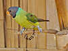 Slaty-headed Parakeet (male)