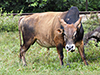 Thai Fighting Bull