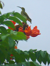 Spectacled Spiderhunter