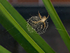 St. Andrew's Cross Spider (female juvenile)