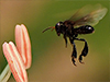 Stingless Bee