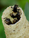 Stingless Bees