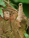 Stingless Bees