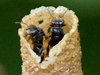 Stingless Bees