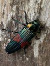 Strigoptera bimaculata