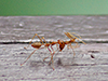 Weaver Ants' social carrying behaviour