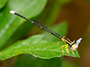 Yellow Bush Dart