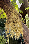 aerial roots