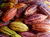 cacao fruits